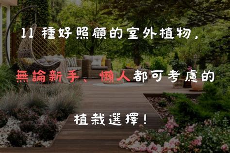 好養的室外植物|15種「懶人也種不死」的新手必選植物 「不用每天顧。